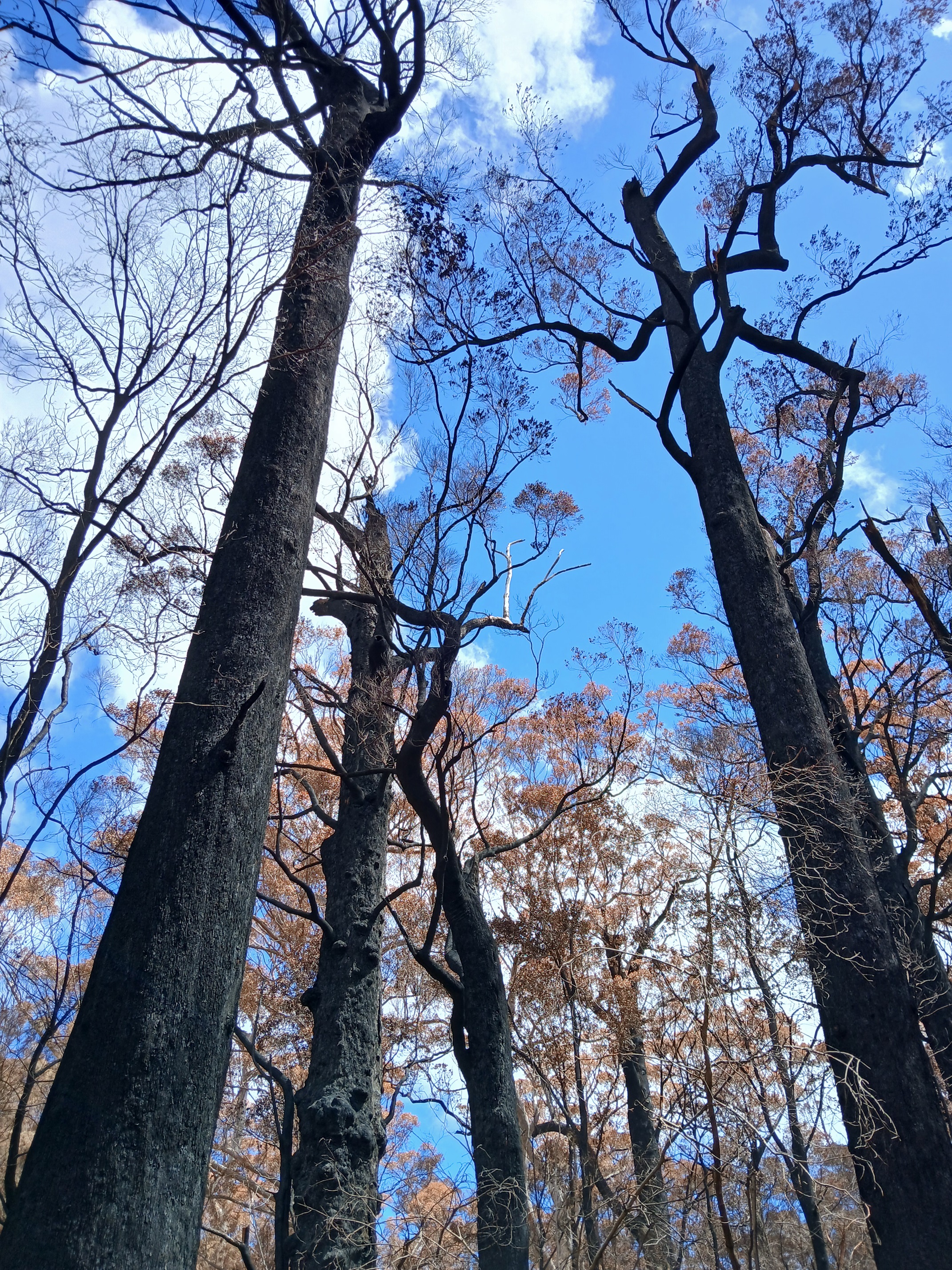 20250112_Giants 18th Dec 2024 prescribed burn_Torched Tingle trees_Walpole-Nornalup National Park Torched Tingles-Giants East-FRK_111-DBCA prescribed burn in December 2024. Photo: Jan 2025.
